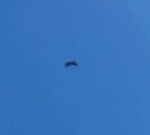 Large bird seen flying over Maryland region of UFO sighting.