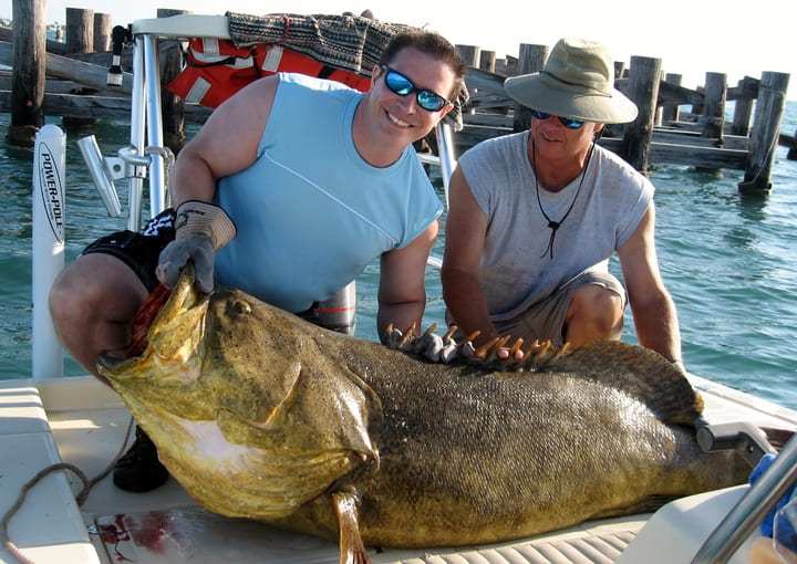 Author Max Hawthorne and guide with a 200+ lb Goliath grouper, prior to releasing the fish.